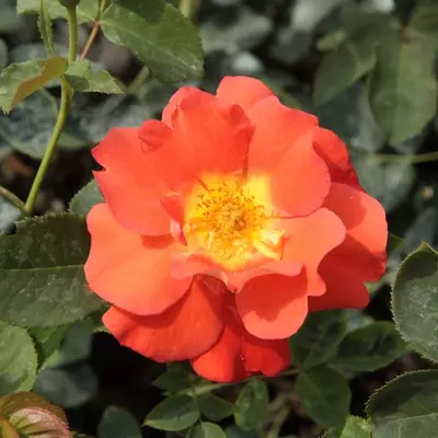 Rosa 'Lydia®' - narancssárga - parkrózsa