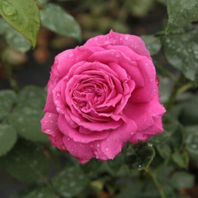 Rosa 'Madame Isaac Pereire' - rózsaszín - történelmi - bourbon rózsa