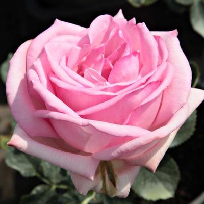 Rosa 'Madame Maurice de Luze' - rózsaszín - teahibrid rózsa