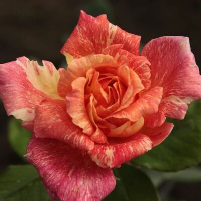 Rosa 'Mediterranea™' - rózsaszín - sárga - teahibrid rózsa