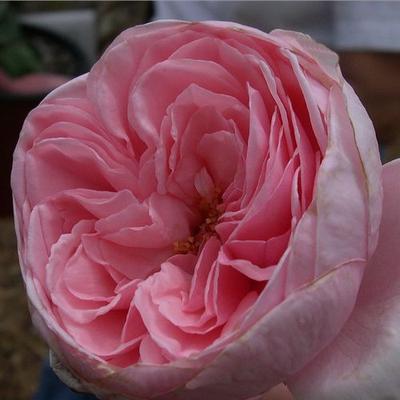Rosa 'Deléri' - rózsaszín - climber, futó rózsa