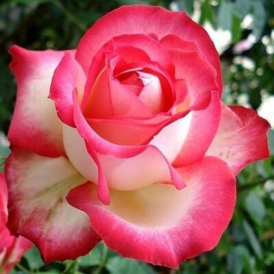 Rosa 'Neue Revue®' - sárga - vörös - teahibrid rózsa