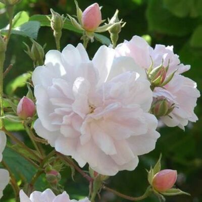 Rosa 'Paul's Himalayan Musk Rambler' - rózsaszín - fehér - rambler, kúszó rózsa