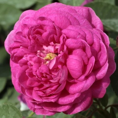 Rosa 'Rose de Resht' - lila - történelmi - portland rózsa