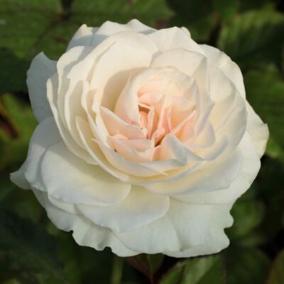 Rosa 'Szent Margit' - fehér - virágágyi floribunda rózsa