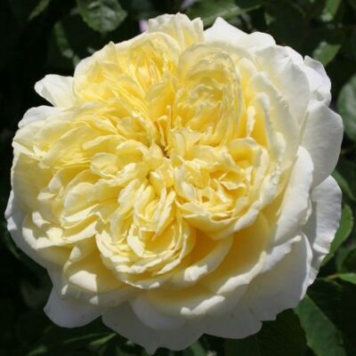 Rosa 'The Pilgrim' - sárga - angol rózsa