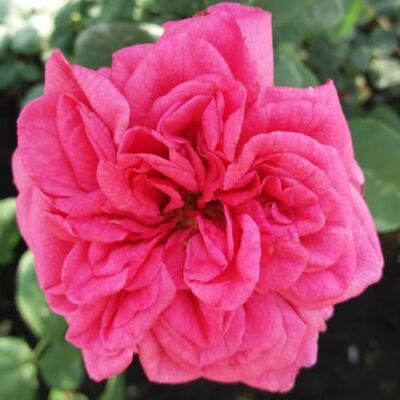 Rosa 'Titian™' - rózsaszín - climber, futó rózsa