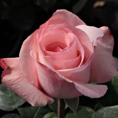 Rosa 'Delset' - rózsaszín - teahibrid rózsa