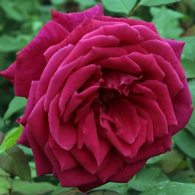 Rosa 'Volcano™' - vörös - teahibrid rózsa