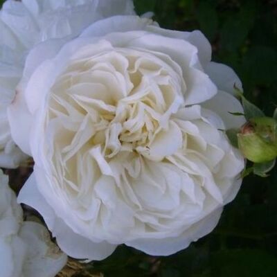 Rosa 'Weisse Gruss an Aachen™' - fehér - virágágyi floribunda rózsa