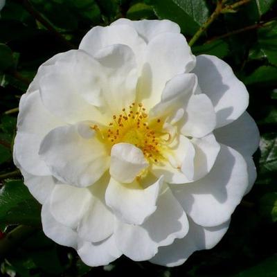 Rosa 'Magic Blanket' - fehér - talajtakaró rózsa