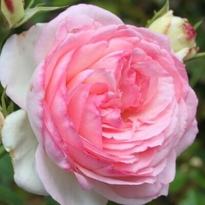 Rosa 'Eden Rose®' - rózsaszín - climber, futó rózsa