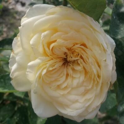 Rosa 'Erény' - fehér - teahibrid rózsa