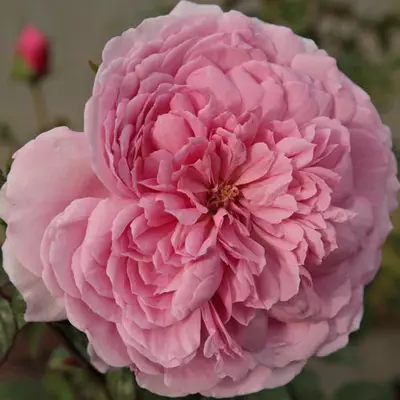 Rosa 'Fluffy Ruffles™' - rózsaszín - virágágyi floribunda rózsa