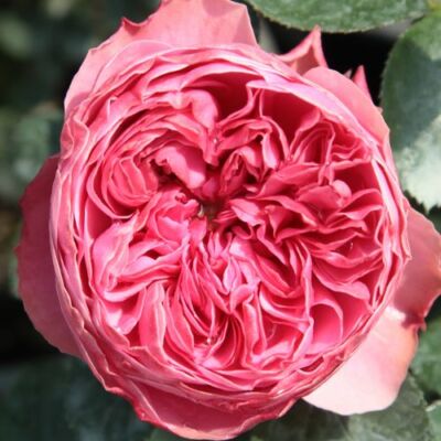 Rosa 'Leonardo da Vinci®' - rózsaszín - nosztalgia rózsa