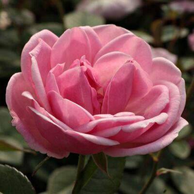 Rosa 'Mevrouw Nathalie Nypels' - rózsaszín - virágágyi floribunda rózsa