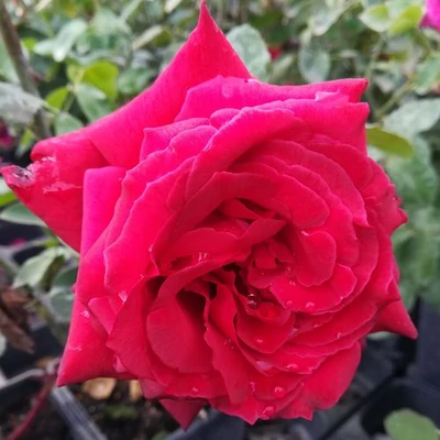 Rosa 'Pannonhalma' - vörös - teahibrid rózsa