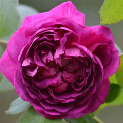 Rosa 'Reine des Violettes' - lila - történelmi - perpetual hibrid rózsa