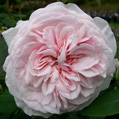 Rosa 'Souvenir de la Malmaison' - rózsaszín - történelmi - bourbon rózsa