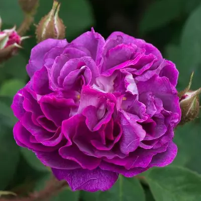 Rosa 'William Lobb' - lila - történelmi - moha rózsa