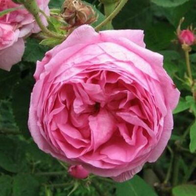 Rosa 'Typ Kassel' - rózsaszín - történelmi - centifolia rózsa