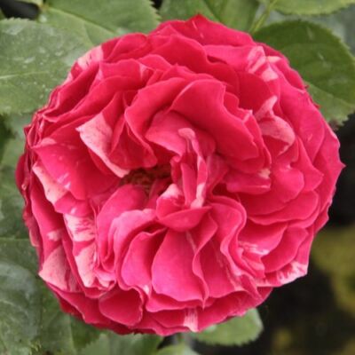 Rosa 'Konstantina™' - rózsaszín - fehér - virágágyi floribunda rózsa