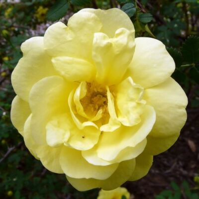 Rosa 'Rosa Harisonii' - sárga - történelmi - régi kerti rózsa