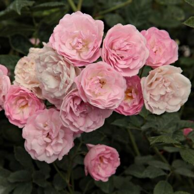 Rosa 'Frau Eva Schubert' - rózsaszín - rambler, kúszó rózsa