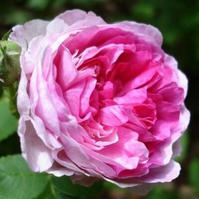 Rosa 'Geschwinds Orden' - rózsaszín - fehér - történelmi - régi kerti rózsa