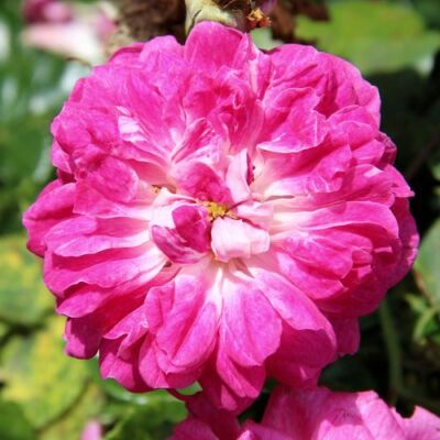 Rosa 'Alexandre Girault' - rózsaszín - rambler, kúszó rózsa