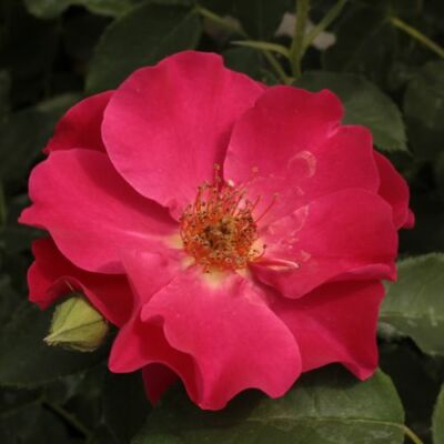 Rosa 'Anna Mège™' - vörös - virágágyi floribunda rózsa