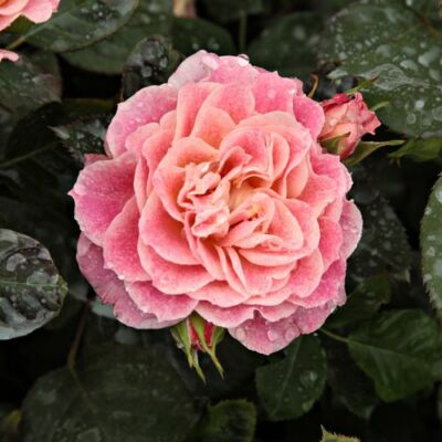 Rosa 'Michelle Bedrossian™' - vörös - sárga - virágágyi grandiflora - floribunda rózsa