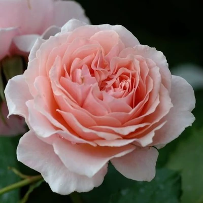 Rosa 'Louise De Marillac™' - rózsaszín - virágágyi floribunda rózsa