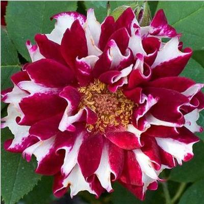 Rosa 'Roger Lambelin' - vörös - fehér - történelmi - perpetual hibrid rózsa