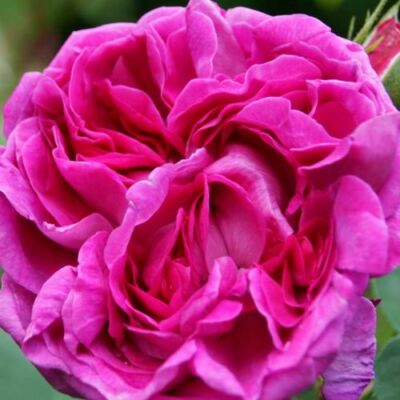 Rosa 'Trompeter von Säckingen' - lila - történelmi - régi kerti rózsa