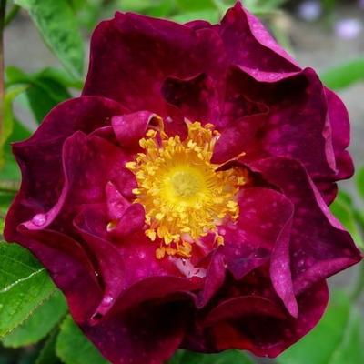 Rosa 'Alain Blanchard' - rózsaszín - történelmi - gallica rózsa