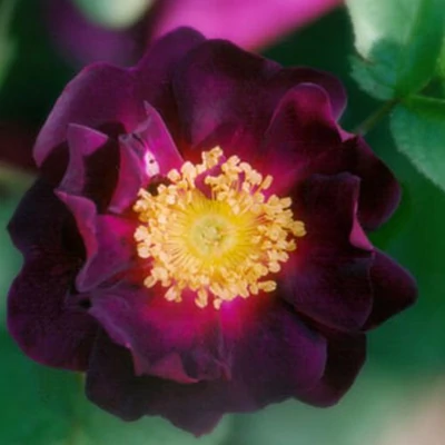 Rosa 'Tuscany Superb' - lila - történelmi - gallica rózsa