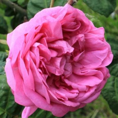 Rosa 'Bullata' - rózsaszín - történelmi - centifolia rózsa