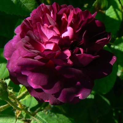 Rosa 'Ombrée Parfaite' - lila - történelmi - gallica rózsa