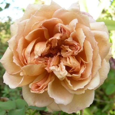 Rosa 'Café®' - sárga - virágágyi floribunda rózsa