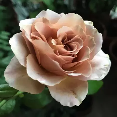 Rosa 'Caffe Latte™' - sárga - barna - virágágyi floribunda rózsa