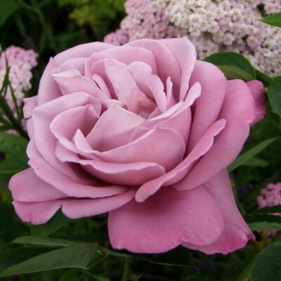 Rosa 'Charles de Gaulle®' - lila - teahibrid rózsa