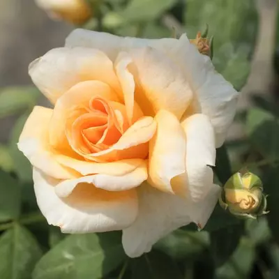 Rosa 'Crépuscule' - sárga - történelmi - noisette rózsa