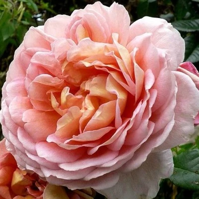 Rosa 'Delpabra' - rózsaszín - virágágyi floribunda rózsa
