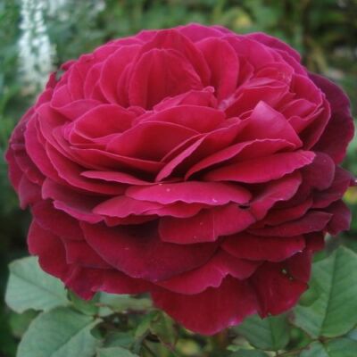 Rosa 'Proper Job' - rózsaszín - teahibrid rózsa