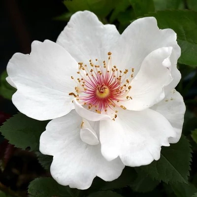 Rosa 'Jacqueline du Pré™' - fehér - virágágyi floribunda rózsa