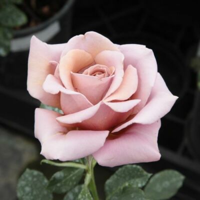 Rosa 'Koko Loco™' - barna - virágágyi floribunda rózsa