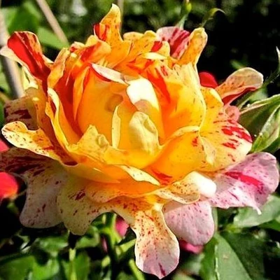 Rosa 'Nimet™' - vörös - sárga - virágágyi grandiflora rózsa