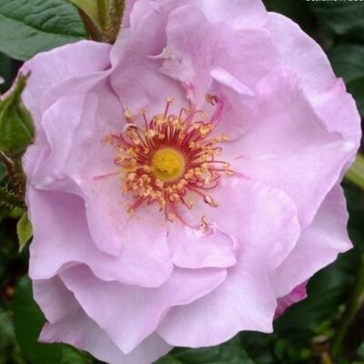 Rosa 'Odyssey™' - rózsaszín - virágágyi floribunda rózsa