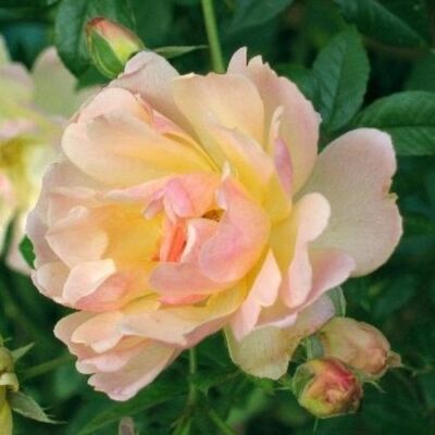 Rosa 'Phyllis Bide' - sárga - climber, futó rózsa